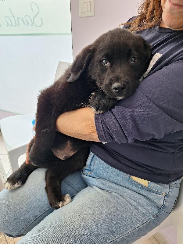 Cucciolotto da sogno 2 mesi e mezzo Foto 2